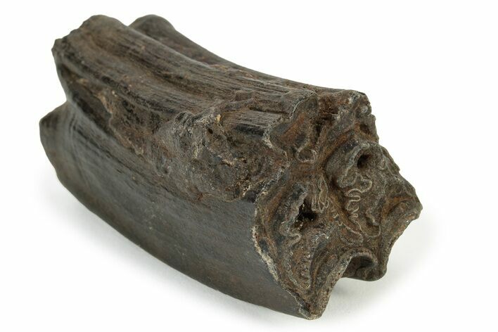 Pleistocene Aged Fossil Horse Tooth - South Carolina #231725